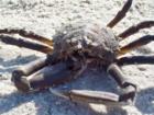 yes this is a real crab on the white sand