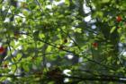 huckleberries at the Weatherwax property