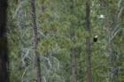 Eagle at Wickiup on Opening Weekend of Fishing Season 2008