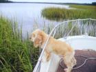 Everyone Enjoys a Boat Ride Through the Tidal Creeks of Beaufort