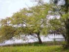 Trees Draped in Moss Bend Towards our Rivers