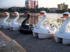 Swan Derby Boats