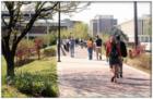 Murray State University's beautiful campus
