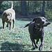 Country Dogs