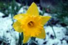 May 1, 2008
      Spring just got pushed back a week in Idaho Falls!