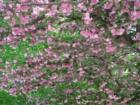 Cherry Blossoms, Musser Park, Lancaster, PA.  Photo by Brian Schulman.