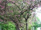 Cherry Blossoms, Musser Park, Lancaster, PA.  Photo by Brian Schulman.