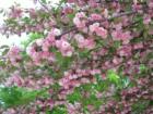 Cherry Blossoms, Musser Park, Lancaster, PA.  Photo by Brian Schulman.