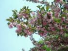 Cherry Blossoms, Musser Park, Lancaster, PA.  Photo by Brian Schulman.