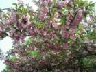 Cherry Blossoms, Musser Park, Lancaster, PA.  Photo by Brian Schulman.