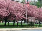 Some Beautiful trees along Central Ave.
      Largest Busiest Street in Hartsdale