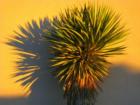 New Mexico Sunset