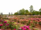 The sun was shining and everyone came out for the Festival of Roses at Edisto Memorial Gardens!  The roses are exceptional this year.  