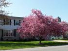 Orchard Park Homes in Bloom in the Spring