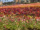 Carlsbad California