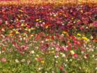 Carlsbad California