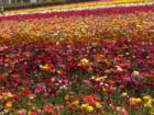 Carlsbad California