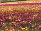 Carlsbad California