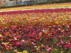 Carlsbad California