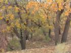 Big Bear