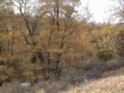 Big Bear