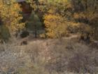 Big Bear