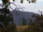 Big Bear