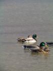 EastLake Otay Lakes