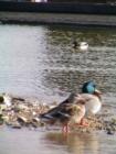 EastLake Otay Lakes