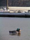 EastLake Otay Lakes