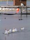EastLake Otay Lakes