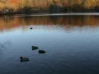 Cold Spring Harbor