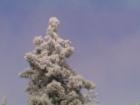 Sky Forest