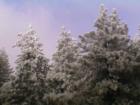 Sky Forest