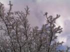 Lake Arrowhead