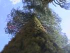 Yosemite CA