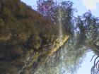Yosemite CA