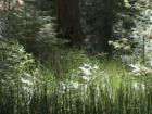 Yosemite CA