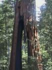 Yosemite CA