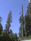 Yosemite CA
