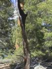Yosemite CA