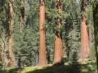 Yosemite CA