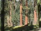 Yosemite CA