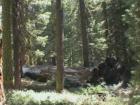 Yosemite CA