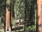 Yosemite CA
