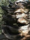 Yosemite CA