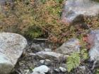 Yosemite CA