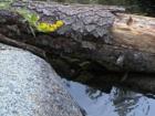 Yosemite CA