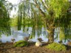 Lake view at Hometown, Oswego