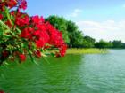 Flowers & Wildlife in Cinco Ranch.  Wlak around 14 acrea stocked lake in South Lake sec. of Cinco is 1.25 miles.  Delightfull for walking, biking, running or just enjoying a book.  Photo by Liz Carter Cinco Ranch top realtor & resident